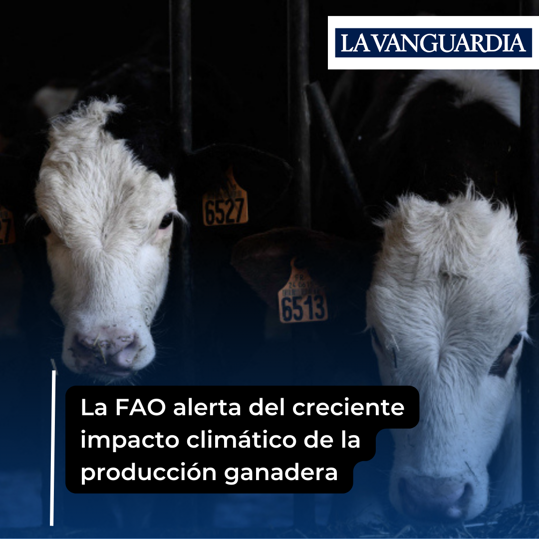 La FAO alerta del creciente impacto climático de la producción ganadera